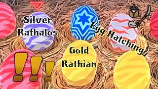 MH Stories 2 : Explore Rare/Subspecies Den, Gold Rathian, Silver Rathalos, Egg Hatching￼