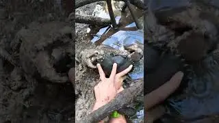 ГИГАНТСКИЙ ГРЯЗЕВОЙ КРАБ Голыми руками