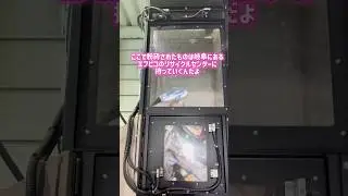 [Must-see! Miraculous] Sorting and recycling ♻️ It's amazing! #Kanazawa #Recycling #FPicoTV