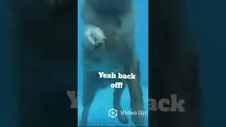 This dog can stand in the pool (with practice!)