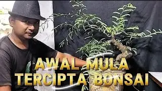 TERCIPTANYA BONSAI DAN FILOSOFINYA