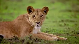 Lion Chasing Rabbet | Smart Rabbit Can Run Away from the Lion | Lion Hunting | National geographic