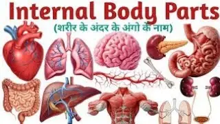 Internal Body Parts Name for Kids  Human Body Parts  || शरीर के अंदर के अंगो के नाम हिंदी