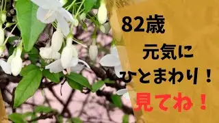 82歳バンコクひとり暮らし