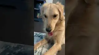 Happy national golden retrievers!!!! #golden #golden_retriever #retriver #Zoe #doggo #doggy #luv_u