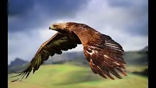 The Dreaming  - Fly Away  /Acoustic/