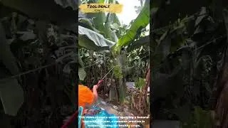 The process of a banana tree farmer spraying fertilizer