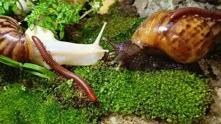 Millipede's Journey Through a Snail World #Millipede #Snails #OddCouple #educationalinsect
