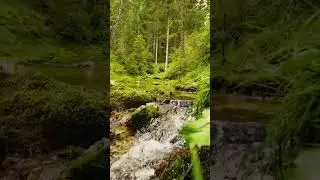 Calming Forest sounds #forestsounds #relaxingsounds #naturesounds
