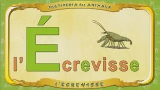 Multip&eacute;dia des animaux. La lettre E - l'&Eacute;crevisse