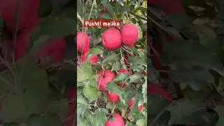 Tel +998916551417.ko&rsquo;chat sotuvda #tree #bonsai #garden #gardening #trees #grafting #gardenlife