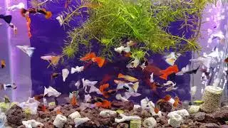 Guppy nice - Hồ cá 7 màu cực đẹp là đây | Trại Cá kiểng Diamond Da