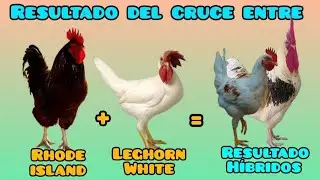 Resultado del cruce entre un gallo Rhode Island Red y una gallina Leghorn White de alta postura