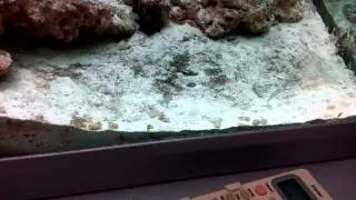 Cuttlefish babies Pet shop Dimitriou