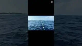 Wahoo catch #fishing