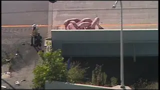 Raw: Pigs Shut Down Kentucky Highway