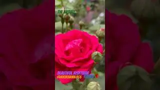 Red Roses #kishtwardistrict #travel @Shorts @RKUrbanVlogs #viralvideo #kishtwardistrict #love