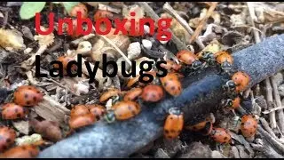 Unboxing 1500 live Ladybugs that I bought on Amazon 🐞