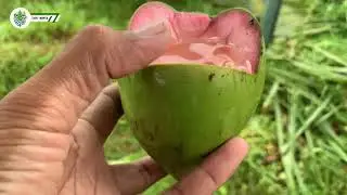 NYUH MULUNG