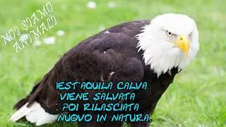 Salvataggio Aquila Americana - L'Aquila Testabianca Torna A Volare