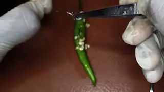the emergency case of Mr chilly 😮
