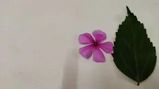 Simple One Month Baby photoshoot Ideas | Flowers Theme Baby photoshoot Ideas at Home |