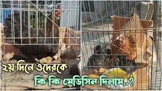 ২য় দিনে আজকে ওদেরকে কি কি মেডিসিন দিলাম..? 🐣🐤 #মুরগির_বাচ্চা #মুরগিপালন #দেশিমুরগি #মুরগি #viral