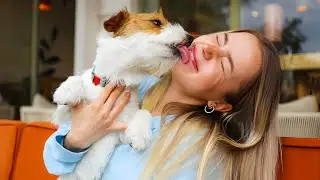 REA&Ccedil;&Otilde;ES COMOVENTES DE C&Atilde;ES DE ABRIGO AO SEREM ADOTADOS