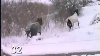Winter Horse Tail Management