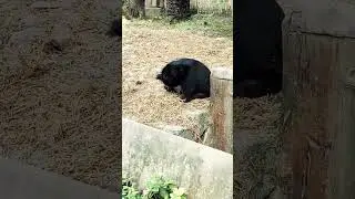 #bear fever very often #shorts #viral #youtubeshorts
