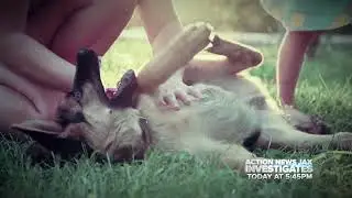 CBS47 at 5:45: Difficult to surrender pets under animal control policy