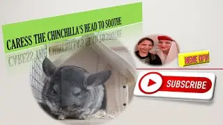 #CARESS THE #CHINCHILLA'S HEAD TO #SOOTHE. #SHORT,#NENEOFW,#ANIMALPET