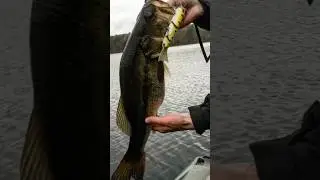 COMING SOON 👀 #fishing #swimbaits #beebsbigbaits #bigbaits #largemouthbass #outdoors #shorts