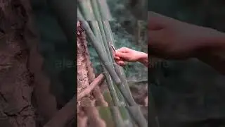 Camping alone in a tree hole shelter in the primeval forest - part 2 #bushcraft #build #camp #c