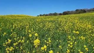 Wildflower Meadow - Royalty Free Stock Footage