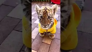 Small to big animal transformation !!