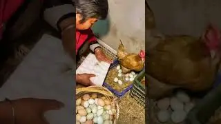 Egg Handling with Care Grandma's Way of Tray Packing Eggs  #Chickenfarm69 #GrandmasTips