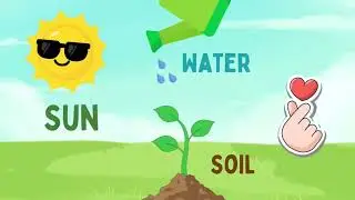 WHAT DO PLANTS NEED?