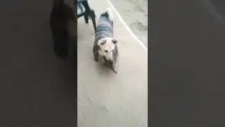 chanad wala Mukhda...🥰🥰🥰🥰🥰🥰🥰🐕🐕🐕🤩🤩🤩🤩🤩🤩🤩🤩🥰🥰🥰🥰🥰🥰🥰🥰#short