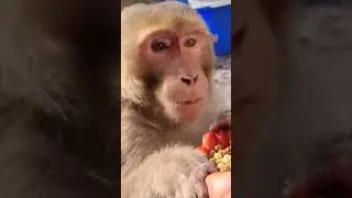 अंत में मजा आएगा 🤣😅#funny #monkey