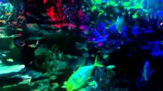 VIDEO0100