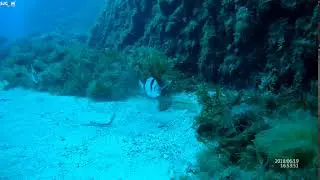 2-banded sea bream