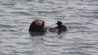moss landing wildlife area 11 11 2018 1