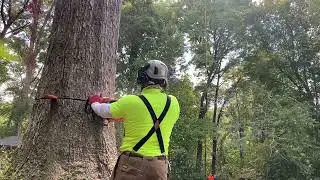 Felling a 54ft Oak Tree Trunk