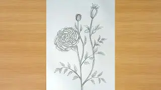 Beginner friendly drawing || Marigold flower painting - step by step 