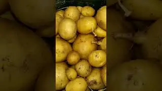 #🥔🥔 Brambory 🥔🥔#
