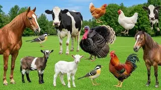 Animal Sounds for Kids: Cow, Goat, Sheep, Pig, Duck, Chicken, Dog