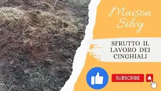 Sfrutto il lavoro dei cinghiali🐗🐗