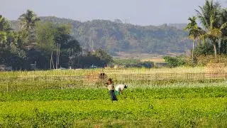 The Beauty of Buthidaung-ဘူးသီးတောင်ရဲ့ အလှတရား