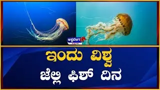 Today is World Jellyfish Day || ಇಂದು ವಿಶ್ವ ಜೆಲ್ಲಿ ಫಿಶ್ ದಿನ || @ashwaveeganews24x7